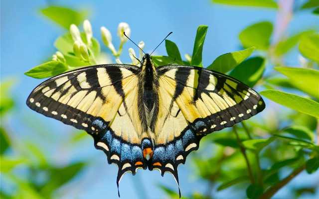 Emulate Android APK Tiger Butterfly Wallpaper Emulate Android APK Tiger Butterfly Wallpaper