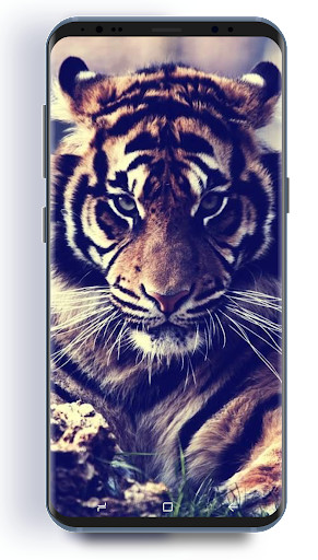 Run android online APK Tiger HD Wallpapers from MyAndroid or emulate Tiger HD Wallpapers using MyAndroid