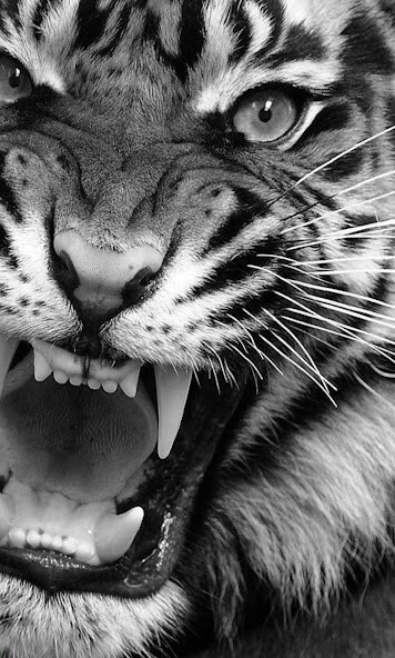 Run android online APK Tiger Live Wallpapers from MyAndroid or emulate Tiger Live Wallpapers using MyAndroid Run android online APK Tiger Live Wallpapers from MyAndroid or emulate Tiger Live Wallpapers using MyAndroid