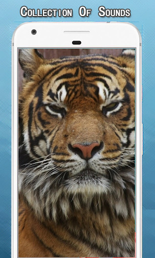 Run android online APK Tiger Sounds Ringtone from MyAndroid or emulate Tiger Sounds Ringtone using MyAndroid Run android online APK Tiger Sounds Ringtone from MyAndroid or emulate Tiger Sounds Ringtone using MyAndroid