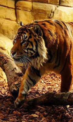 Emulate Android APK Tigers Wild 2016 HD LWP Emulate Android APK Tigers Wild 2016 HD LWP