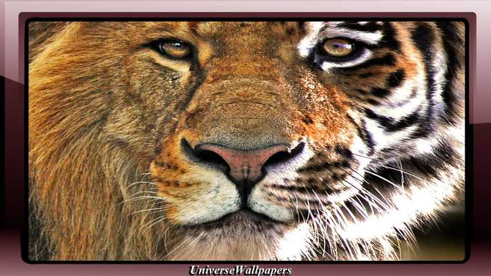 Emulate Android APK Tiger Vs Lion Wallpaper Emulate Android APK Tiger Vs Lion Wallpaper