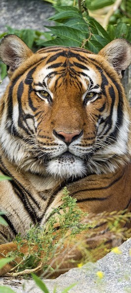 Run android online APK Tiger Wallpaper 4K 2023 from MyAndroid or emulate Tiger Wallpaper 4K 2023 using MyAndroid Run android online APK Tiger Wallpaper 4K 2023 from MyAndroid or emulate Tiger Wallpaper 4K 2023 using MyAndroid