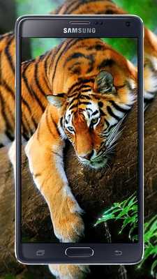 Emulate Android APK Tiger Wallpapers HD - Animal Cool Wallpapers Free Emulate Android APK Tiger Wallpapers HD - Animal Cool Wallpapers Free