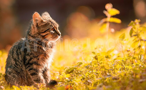 Run android online APK Tile Puzzle Cats from MyAndroid or emulate Tile Puzzle Cats using MyAndroid Run android online APK Tile Puzzle Cats from MyAndroid or emulate Tile Puzzle Cats using MyAndroid