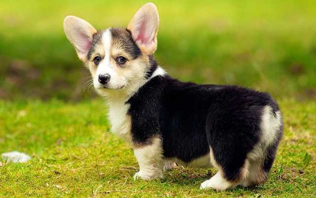 Emulate Android APK Tile Puzzle - Dogs Emulate Android APK Tile Puzzle - Dogs