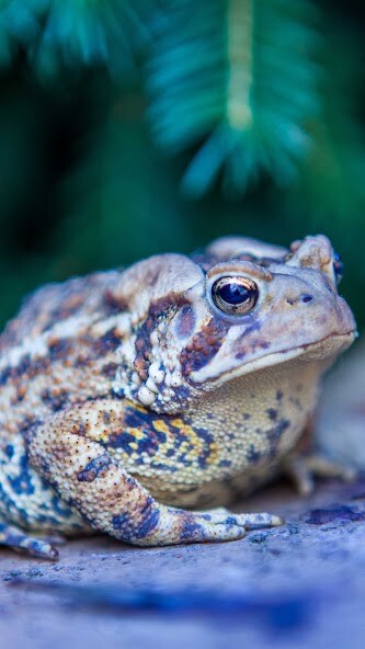 Run android online APK Toad Wallpaper from MyAndroid or emulate Toad Wallpaper using MyAndroid Run android online APK Toad Wallpaper from MyAndroid or emulate Toad Wallpaper using MyAndroid