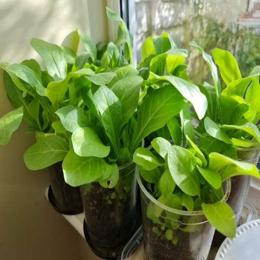 Run android online APK Tobacco growing from MyAndroid or emulate Tobacco growing using MyAndroid