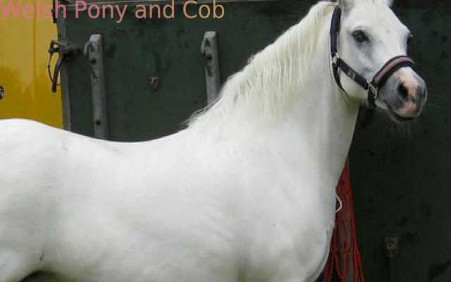 Emulate Android APK Top 20 Horse Breeds 1 FREE Emulate Android APK Top 20 Horse Breeds 1 FREE