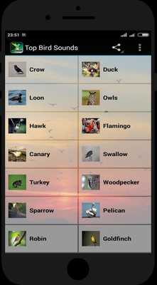 Emulate Android APK Top Bird Sounds