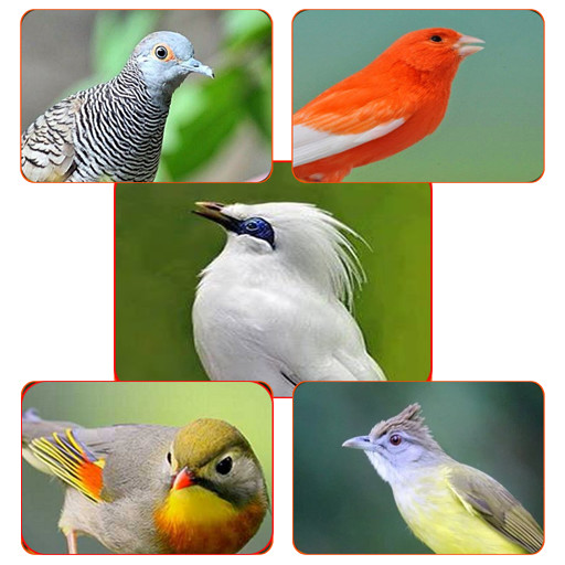 Run android online APK TOP Master Kicau Burung 2020 from MyAndroid or emulate TOP Master Kicau Burung 2020 using MyAndroid