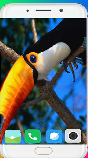 Run android online APK Toucan Bird Wallpaper from MyAndroid or emulate Toucan Bird Wallpaper using MyAndroid