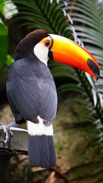 Run android online APK Toucan Wallpaper from MyAndroid or emulate Toucan Wallpaper using MyAndroid Run android online APK Toucan Wallpaper from MyAndroid or emulate Toucan Wallpaper using MyAndroid