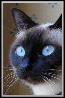 Emulate Android APK Tradutor para Gatinhos e Gatos Emulate Android APK Tradutor para Gatinhos e Gatos