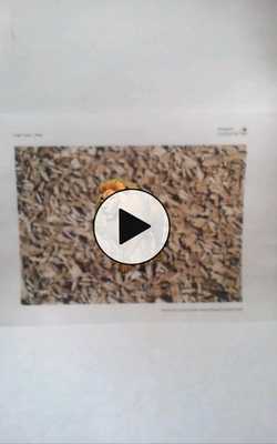 Emulate Android APK Transparent Video AR 1