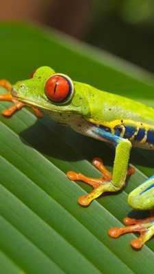 Emulate Android APK tree frog wallpapers Emulate Android APK tree frog wallpapers