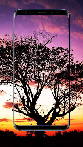 Run android online APK Tree Wallpapers and Backgrounds from MyAndroid or emulate Tree Wallpapers and Backgrounds using MyAndroid