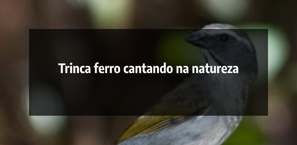 Run android online APK Trinca Ferro Cantando Offline from MyAndroid or emulate Trinca Ferro Cantando Offline using MyAndroid Run android online APK Trinca Ferro Cantando Offline from MyAndroid or emulate Trinca Ferro Cantando Offline using MyAndroid