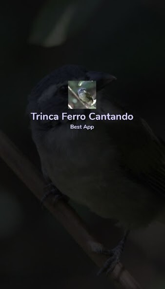 Run android online APK Trinca Ferro Cantando plus from MyAndroid or emulate Trinca Ferro Cantando plus using MyAndroid Run android online APK Trinca Ferro Cantando plus from MyAndroid or emulate Trinca Ferro Cantando plus using MyAndroid