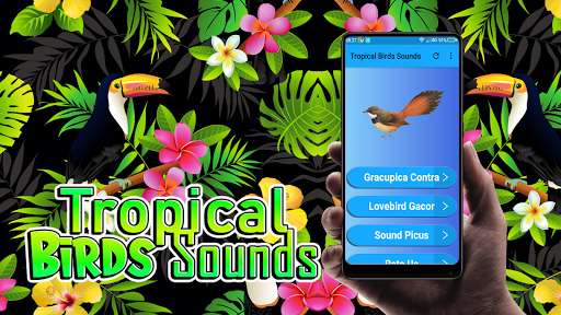 Run android online APK Tropical Birds Sounds from MyAndroid or emulate Tropical Birds Sounds using MyAndroid