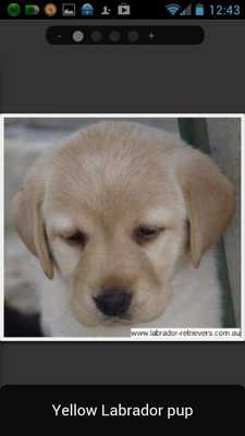 Emulate Android APK Truebred Labradors puppies Emulate Android APK Truebred Labradors puppies