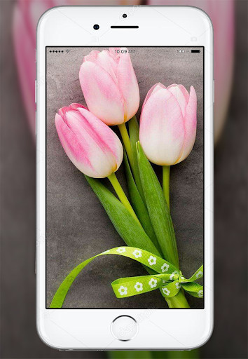 Emulate Android APK Tulip Flower Live Wallpaper Emulate Android APK Tulip Flower Live Wallpaper