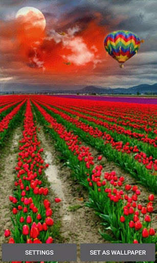 Emulate Android APK Tulip Flowers Live Wallpaper Emulate Android APK Tulip Flowers Live Wallpaper