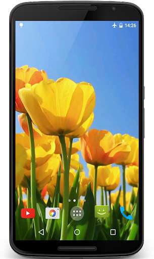 Run android online APK Tulips 4K Video Live Wallpaper from MyAndroid or emulate Tulips 4K Video Live Wallpaper using MyAndroid Run android online APK Tulips 4K Video Live Wallpaper from MyAndroid or emulate Tulips 4K Video Live Wallpaper using MyAndroid