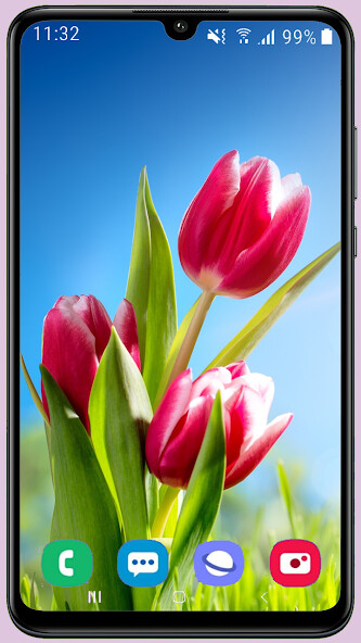 Run android online APK Tulips HD Wallpaper from MyAndroid or emulate Tulips HD Wallpaper using MyAndroid