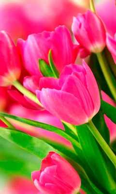 Emulate Android APK Tulips Pink live wallpaper