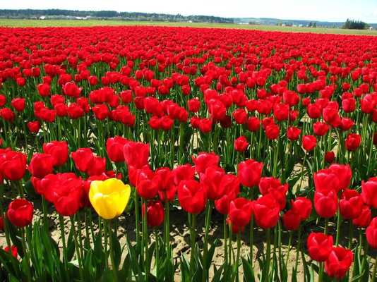 Emulate Android APK Tulips Wallpapers HD FREE