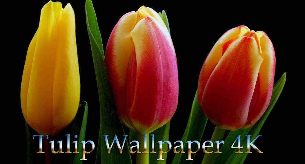Run android online APK Tulip Wallpaper 4K from MyAndroid or emulate Tulip Wallpaper 4K using MyAndroid