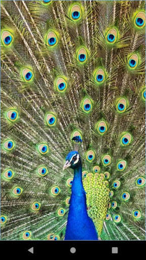 Run android online APK Turkey bird Photos wallpaper from MyAndroid or emulate Turkey bird Photos wallpaper using MyAndroid Run android online APK Turkey bird Photos wallpaper from MyAndroid or emulate Turkey bird Photos wallpaper using MyAndroid