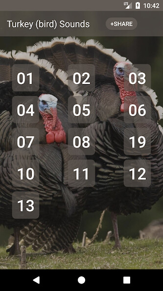 Run android online APK Turkey Calling Sounds from MyAndroid or emulate Turkey Calling Sounds using MyAndroid Run android online APK Turkey Calling Sounds from MyAndroid or emulate Turkey Calling Sounds using MyAndroid