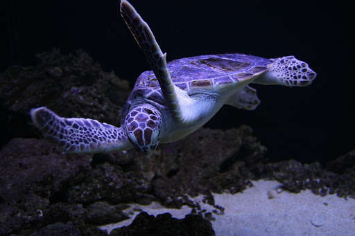 Run android online APK Turtle Photo Frames from MyAndroid or emulate Turtle Photo Frames using MyAndroid Run android online APK Turtle Photo Frames from MyAndroid or emulate Turtle Photo Frames using MyAndroid