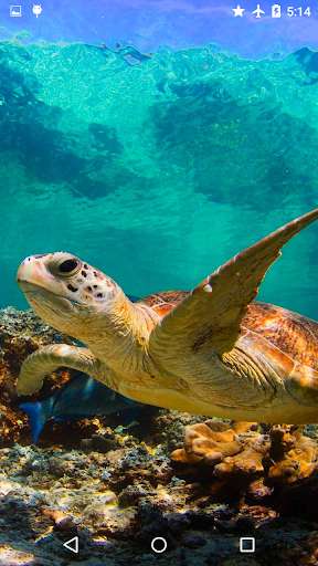Emulate Android APK Turtle Underwater 3D Wallpaper Emulate Android APK Turtle Underwater 3D Wallpaper