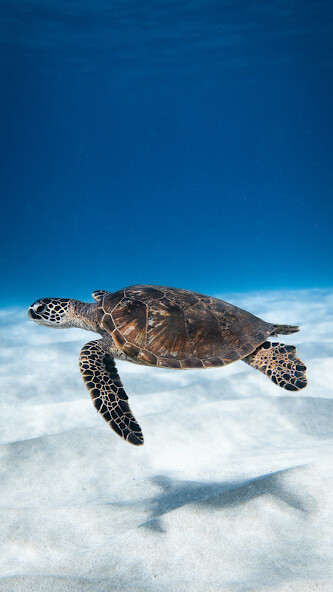 Emulate Android APK Turtle Wallpaper Emulate Android APK Turtle Wallpaper