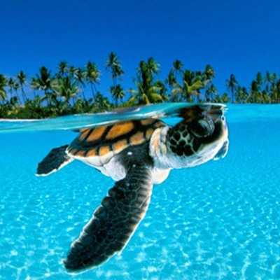 Emulate Android APK TURTLE Wallpapers v1