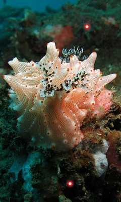 Emulate Android APK Underwater HD Photo Top LWP