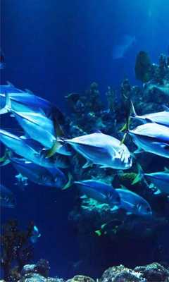 Emulate Android APK Underwater Sea World