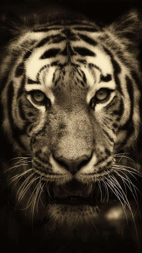 Run android online APK Underwater Tiger from MyAndroid or emulate Underwater Tiger using MyAndroid