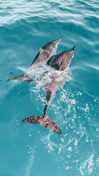 Run android online APK Underwater Wallpapers from MyAndroid or emulate Underwater Wallpapers using MyAndroid Run android online APK Underwater Wallpapers from MyAndroid or emulate Underwater Wallpapers using MyAndroid
