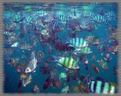 Emulate Android APK Underwater World Wallpaper
