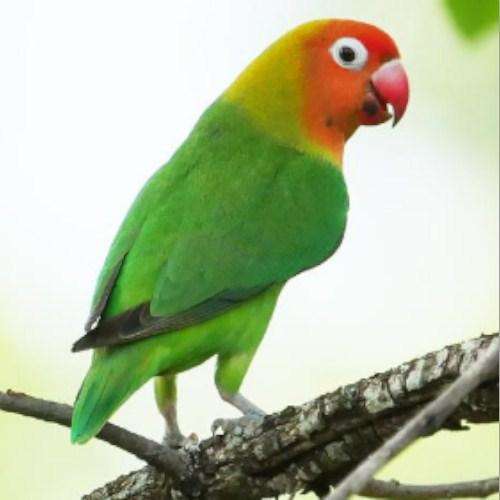 Run android online APK Various bird sounds from MyAndroid or emulate Various bird sounds using MyAndroid Run android online APK Various bird sounds from MyAndroid or emulate Various bird sounds using MyAndroid