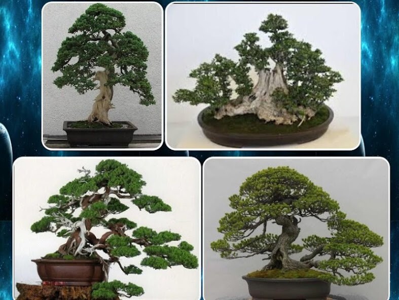 Run android online APK various bonsai plants from MyAndroid or emulate various bonsai plants using MyAndroid