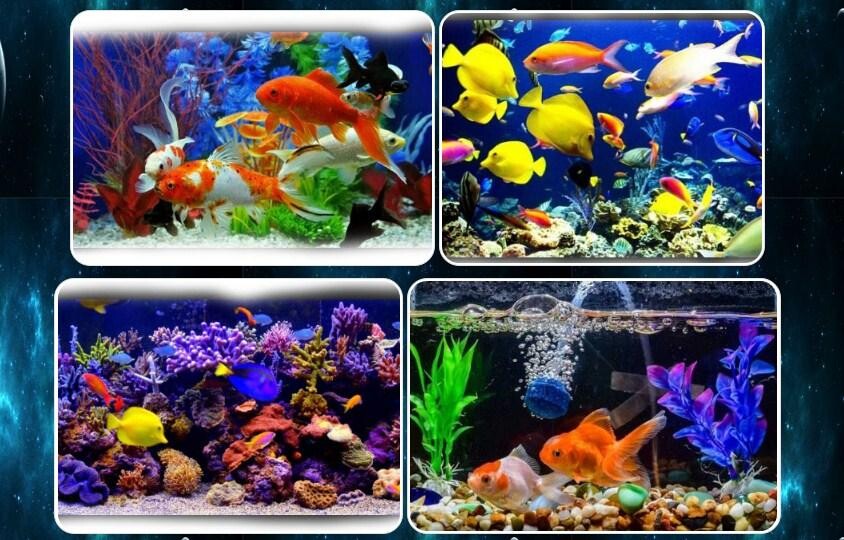Run android online APK various ornamental fish from MyAndroid or emulate various ornamental fish using MyAndroid