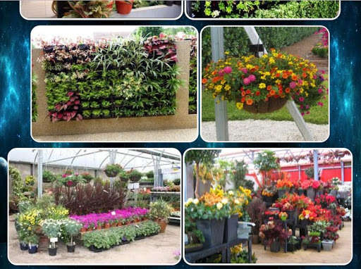 Run android online APK various ornamental plants from MyAndroid or emulate various ornamental plants using MyAndroid Run android online APK various ornamental plants from MyAndroid or emulate various ornamental plants using MyAndroid