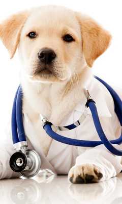 Emulate Android APK Veterinarian Themes