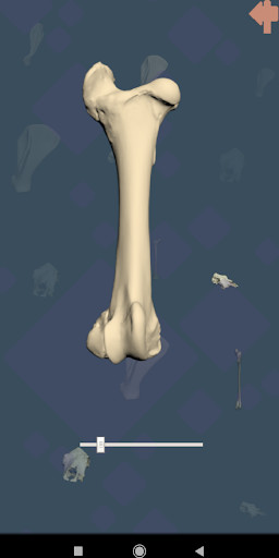 Run android online APK Veterinary Anatomy from MyAndroid or emulate Veterinary Anatomy using MyAndroid