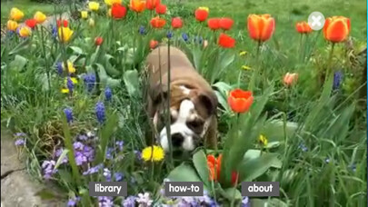 Emulate iPhone app Video Fact Book using MyAndroid Emulate iPhone app Video Fact Book using MyAndroid